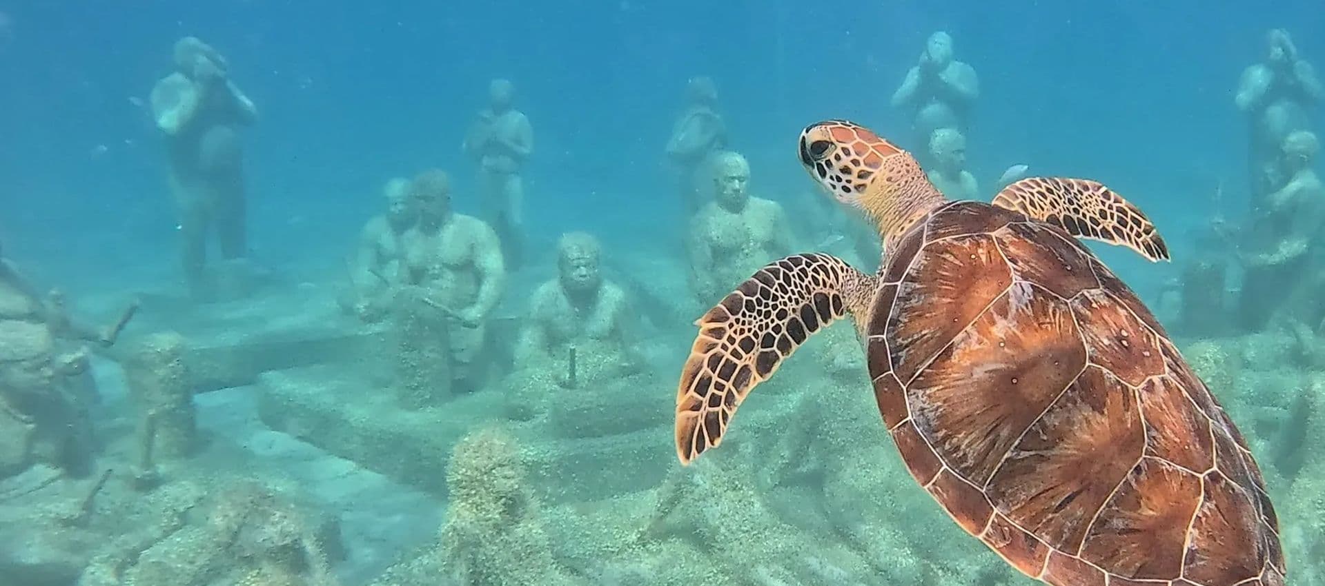 Turtle exploring the reef sculpture park