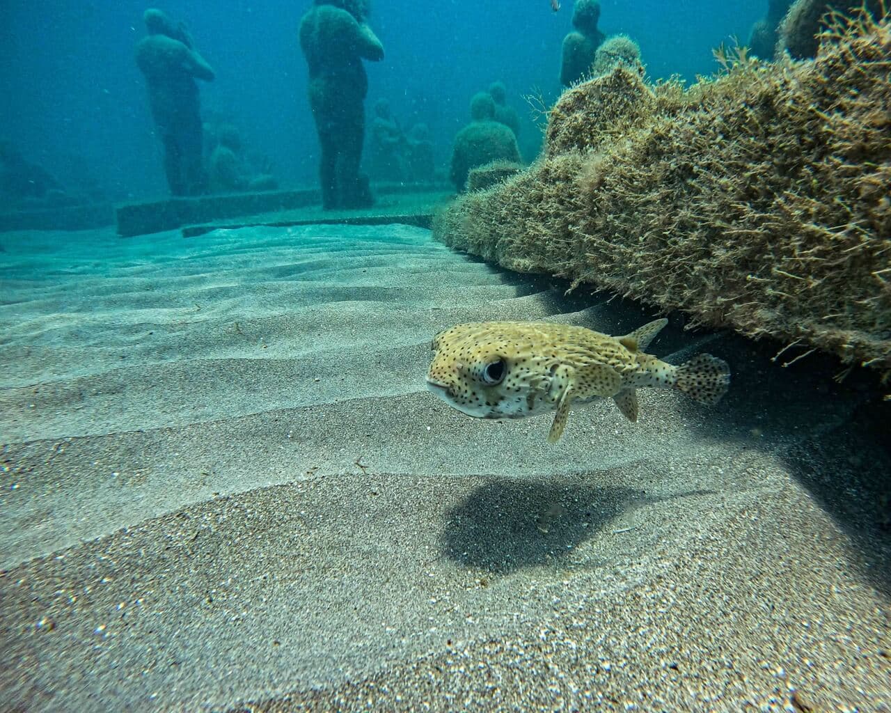 Puffer fish amongst reef sculptures