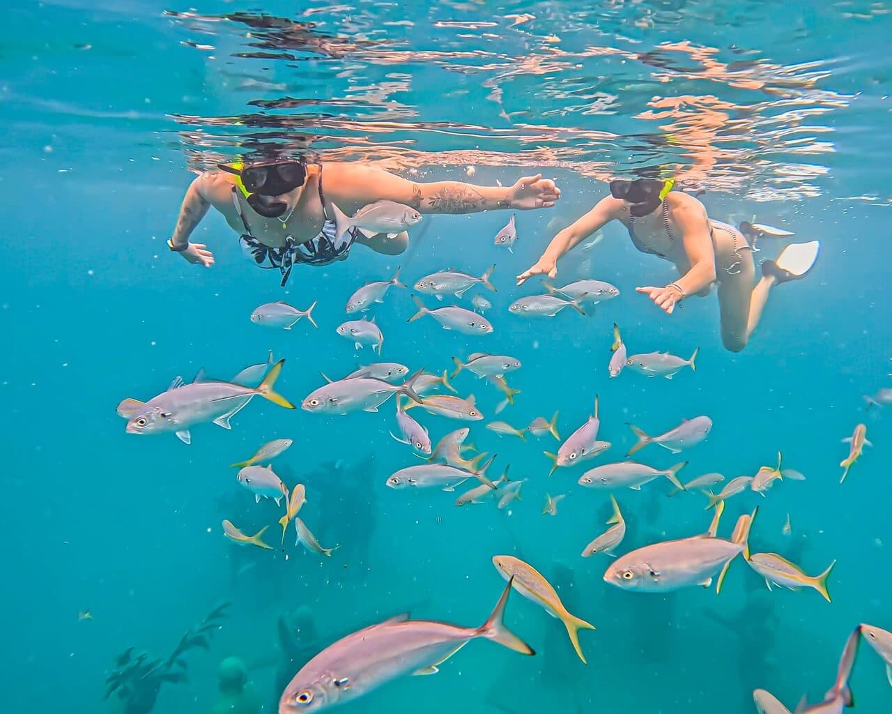 Tourists & Divers